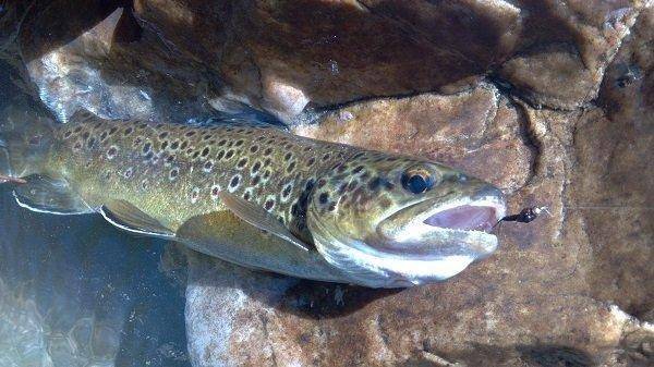 phil_4-24-2012_brown_trout_and_lure_2.jpg