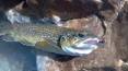 phil_4-24-2012_brown_trout_and_lure_2.jpg