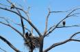 phil_5-30-2012_nesting_bald_eagles_6.jpg