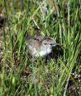 phil_6-12-2012_spotted_sandpiper_chick.jpg