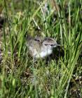 phil_6-12-2012_spotted_sandpiper_chick.jpg