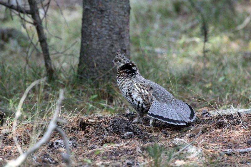 phil_9-15-2015_ruffed_grouse.jpg