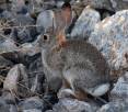 phil_9-20-2010_cottontail_rabbit_1.jpg