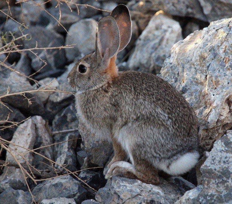 phil_9-20-2010_cottontail_rabbit_1.jpg