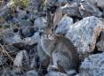 phil_9-20-2010_cottontail_rabbit_2-1.jpg