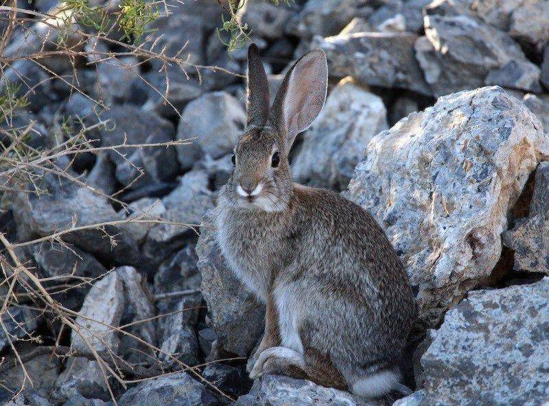 phil_9-20-2010_cottontail_rabbit_2.jpg