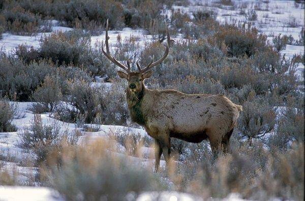 phil_bull_elk_near_hardware_ranch.jpg