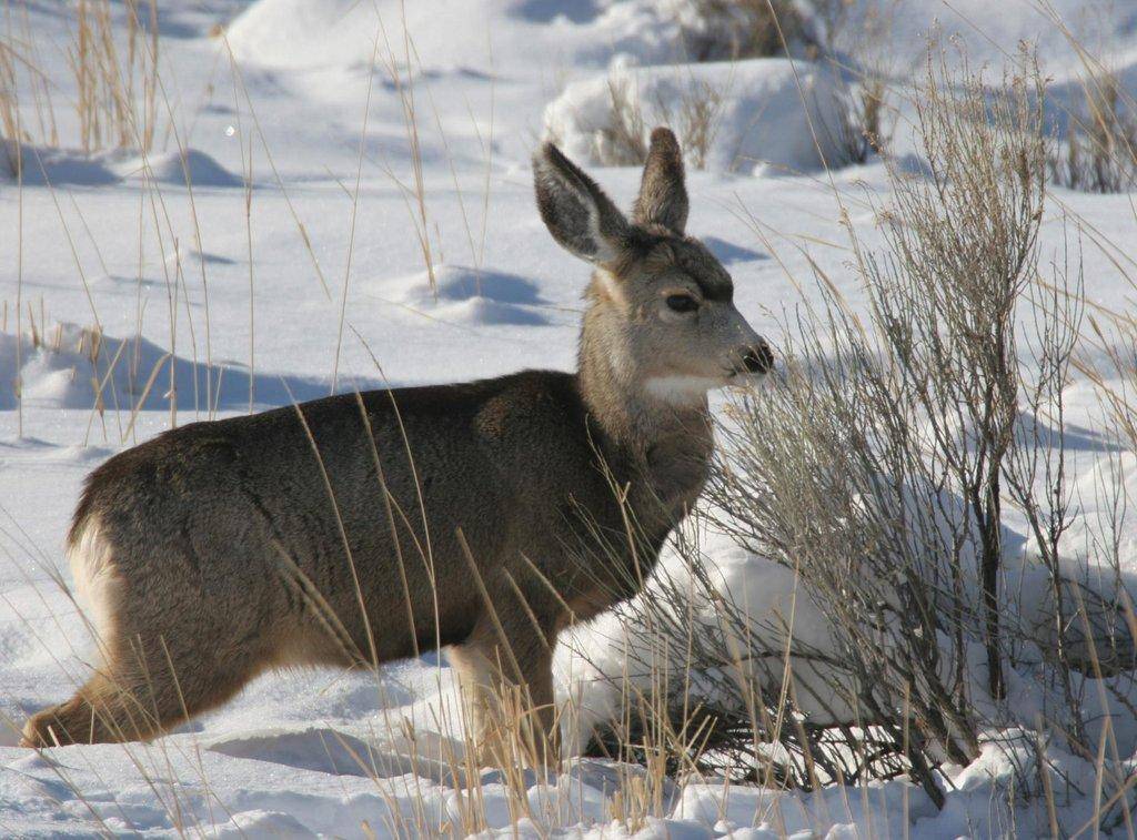 phil_douglass_winter_2008_deer_fawn_in_Rich_County-scaled.jpg