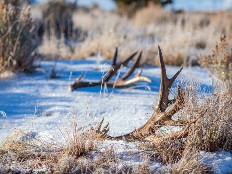 phil_tuttle_1-26-2017_shed_deer_antlers-1.jpg