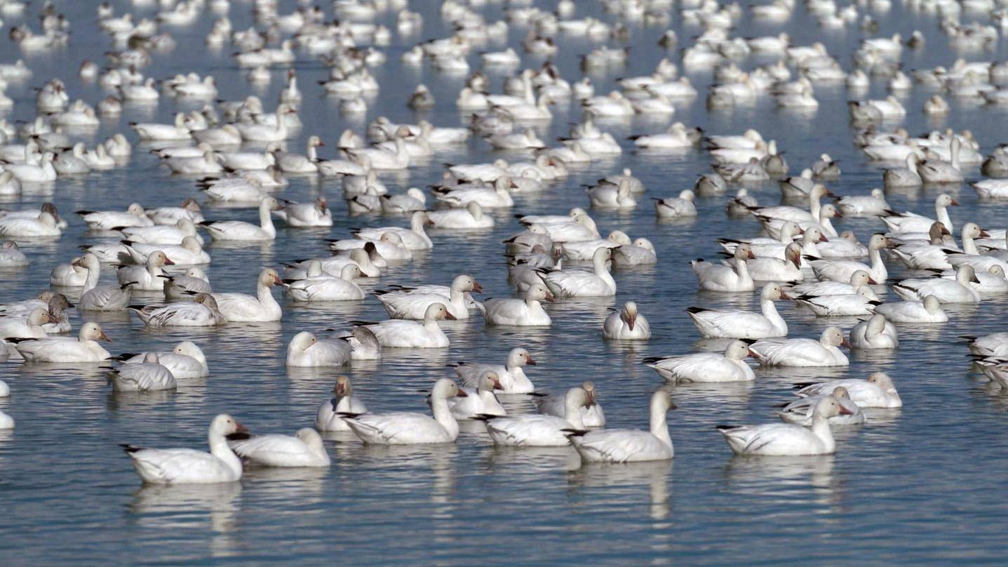 phil_tuttle_2-24-2017_light_geese_on_Gunnison_Bend_Reservoir_3.jpg