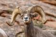 phil_tuttle_9-1-2016_desert_bighorn_sheep_in_Zion_National_Park_2.jpg