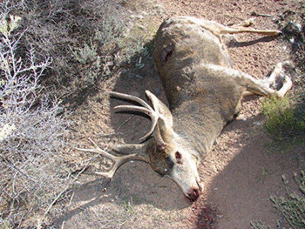 poached_buck.jpg