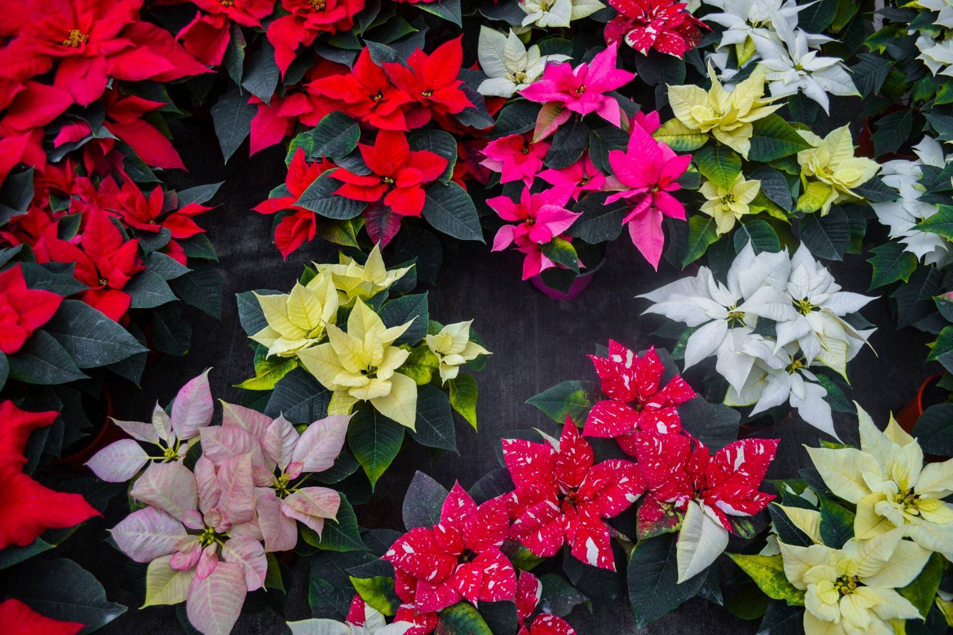 poinsettias.jpg