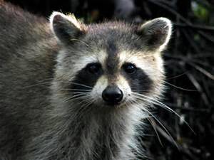 racoon.jpeg