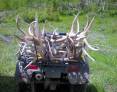 randall_stilson_6-18-2009_ATV_loaded_with_antler_sheds.jpg