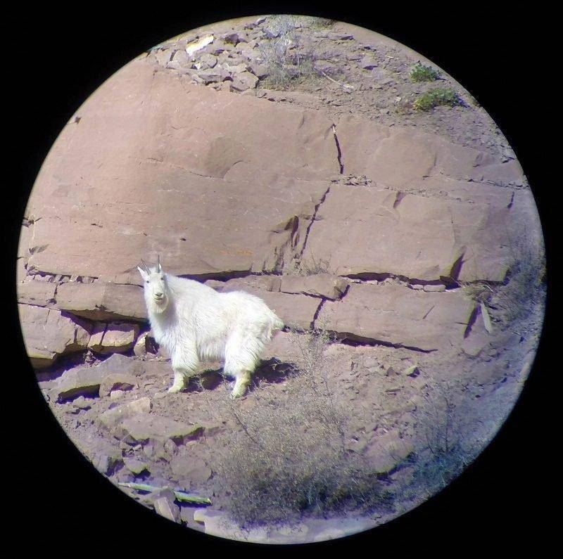 randall_thacker_2-24-2015_rock_creek_mountain_goat_through_spotting_scope.jpg