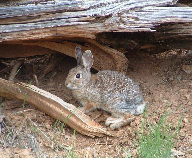 randall_thacker_8-18-2015_cottontail_rabbit_Tabby_Mountain_WMA.jpg