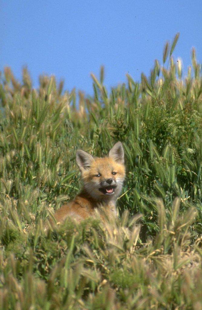 red-fox5-16-08-2.jpg