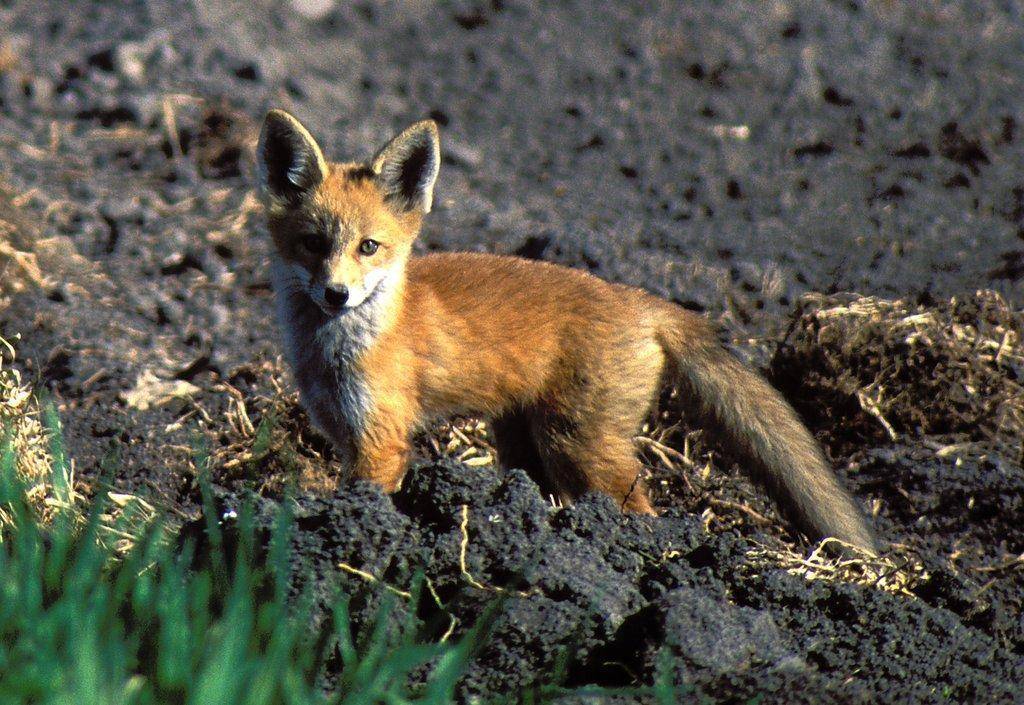 red-fox5-16-08-3.jpg