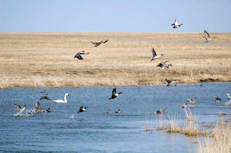 rich_hansen_4-2014_ducks_in_marsh_1.jpg