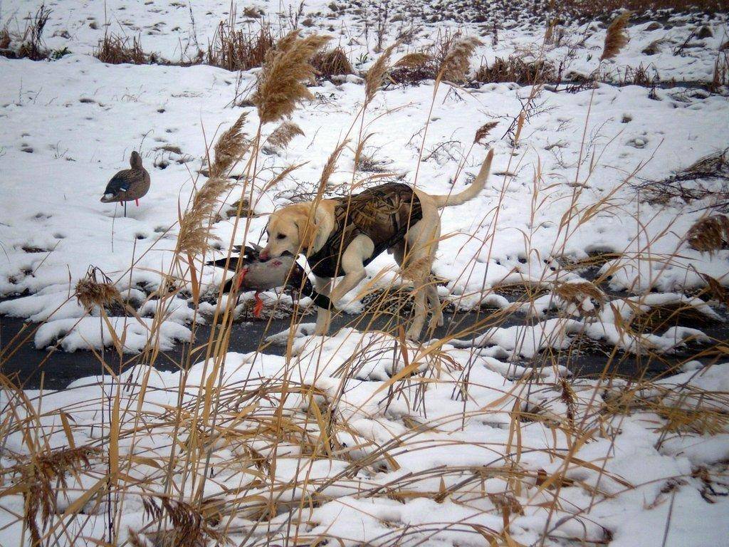 rich_hansen_9-13-2016_dog_retrieves_mallard_duck-scaled.jpg