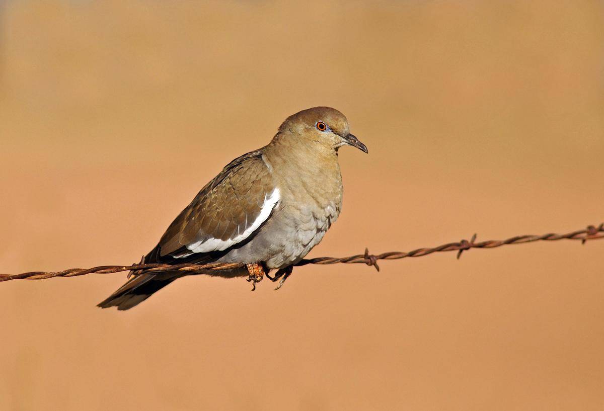 rick_fridell_12_2010_white-winged_dove_in_Washington_County_1.jpg