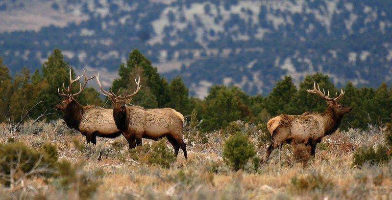 ron_10-13-2011_three_bull_elk.jpg