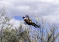 ron_10-25-2013_pheasant_in_flight.jpg