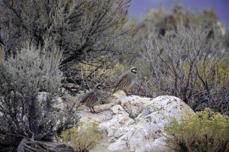 ron_11-13-2013_two_chukar_partridge.jpg