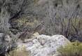 ron_11-13-2013_two_chukar_partridge_1.jpg