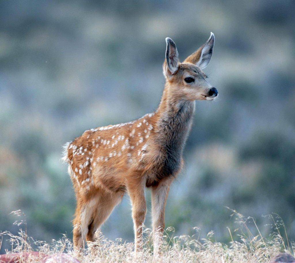 ron_6-29-2010_mule_deer_fawn-scaled.jpg