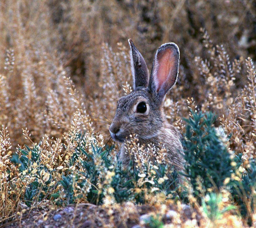 ron_8-19-2015_cottontail_rabbit-1.jpg