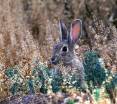 ron_8-19-2015_cottontail_rabbit-1.jpg