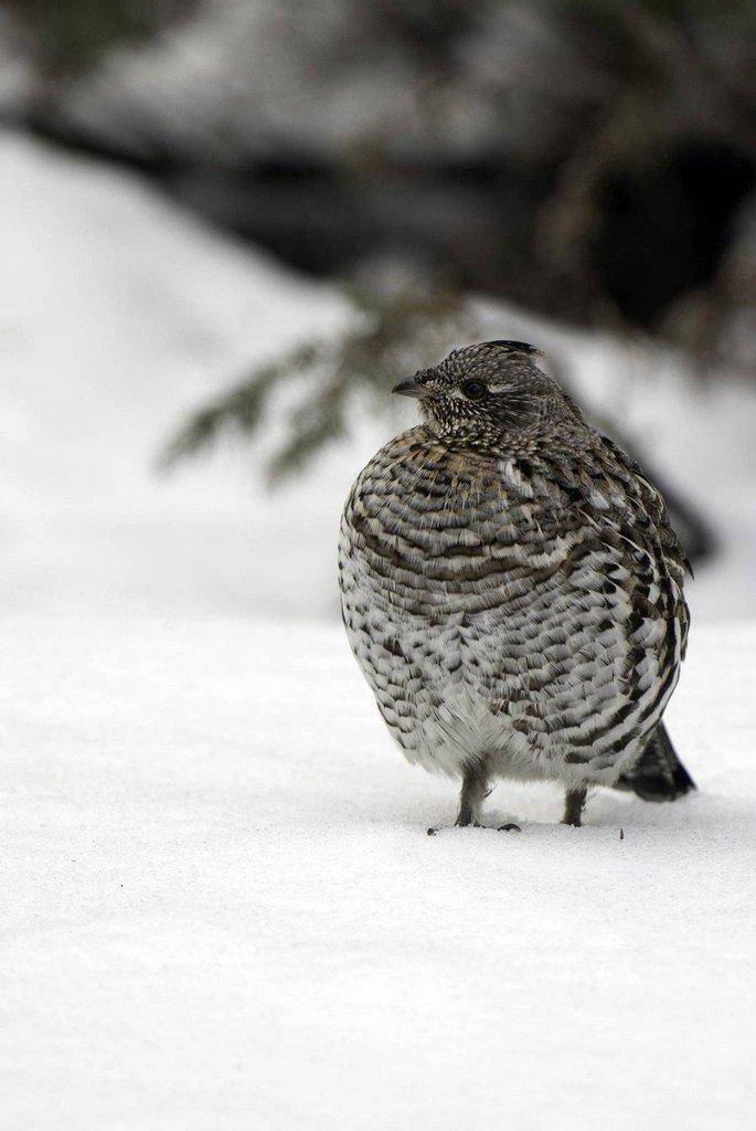 ron_8-21-2014_ruffed_grouse_in_snow.jpg