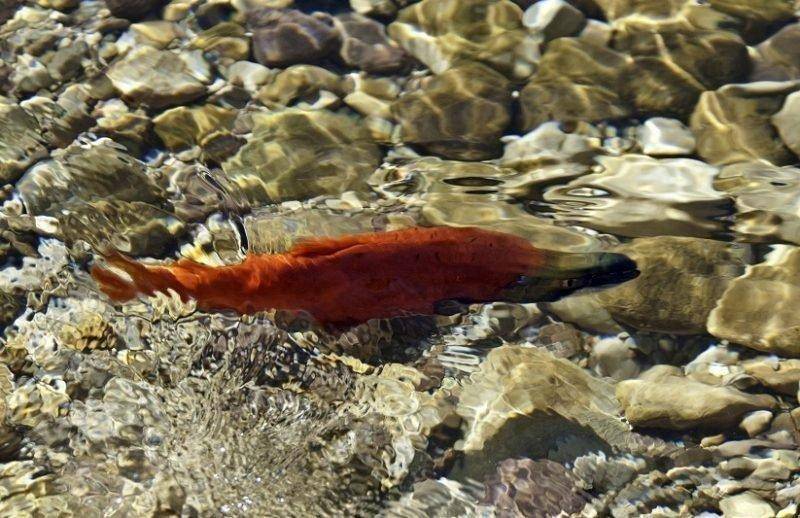 ron_9-14-2012_kokanee_male_in_sheep_creek.jpg