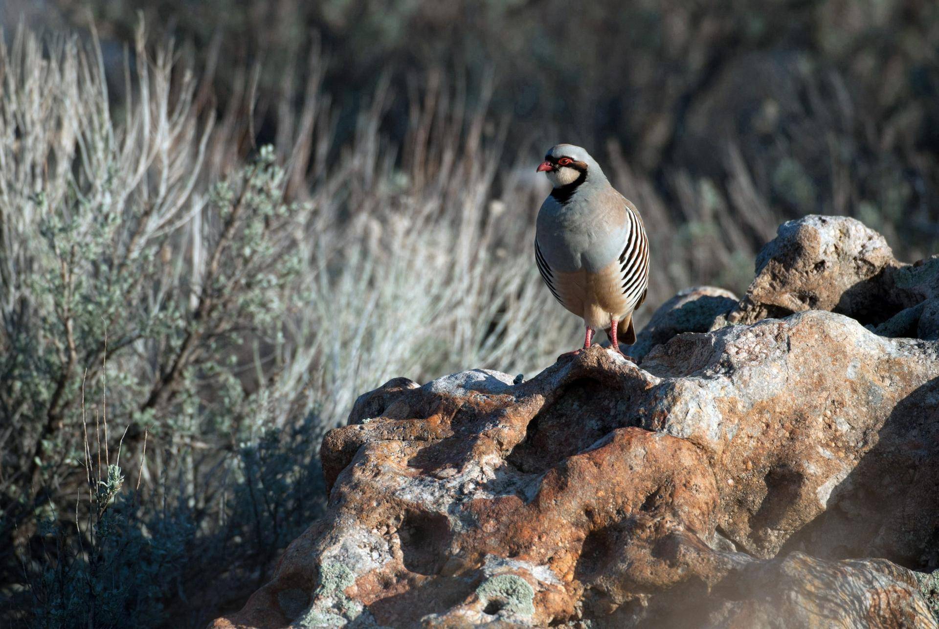 ron_9-16-2013_chukar_partridge_1-scaled.jpg