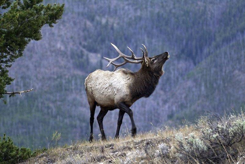 ron_9-26-2012_bull_elk_1.jpg