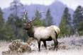 ron_9-26-2012_bull_elk_2.jpg