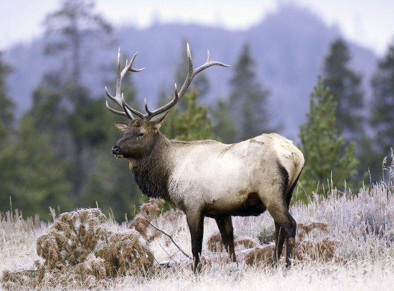 ron_9-26-2012_bull_elk_2.jpg