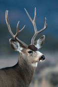 ron_stewart_2-10-2016_buck_deer.jpg