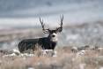 ron_stewart_2-10-2016_buck_deer_in_northeastern_Utah_1.jpg