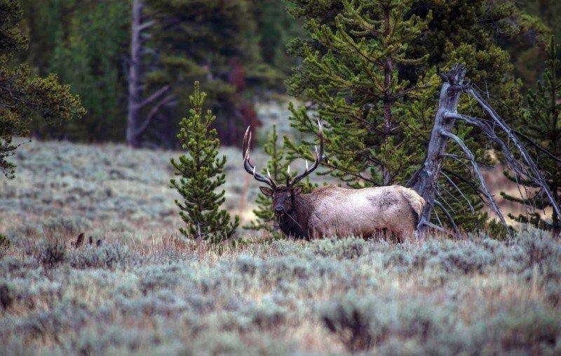 ron_stewart_2-10-2016_bull_elk.jpg