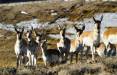 ron_stewart_2-10-2016_pronghorn.jpg