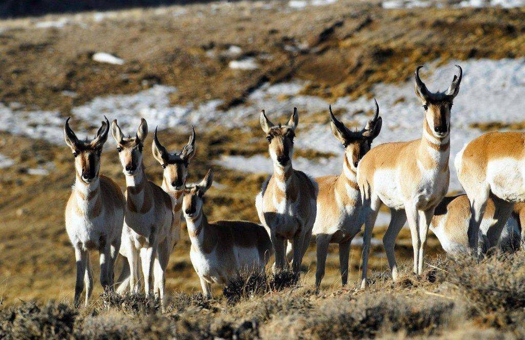 ron_stewart_2-10-2016_pronghorn.jpg