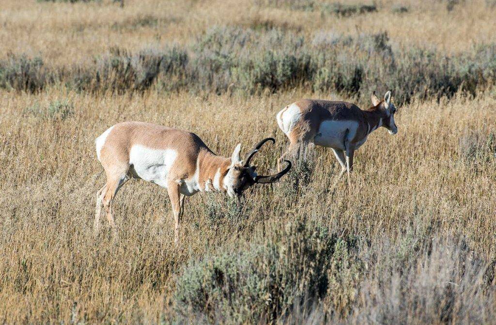 ron_stewart_2-10-2016_pronghorn_buck_and_doe.jpg