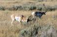 ron_stewart_2-10-2016_pronghorn_buck_and_doe.jpg