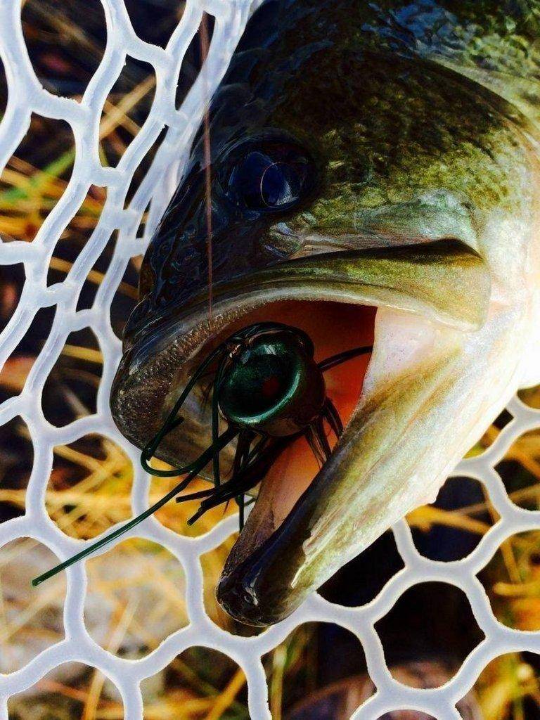 ryan_mosley-5-10-2017_largemouth_bass_at_Steinaker_Reservoir-800x1067-800x1067.jpg