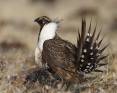 sage-grouse.jpg