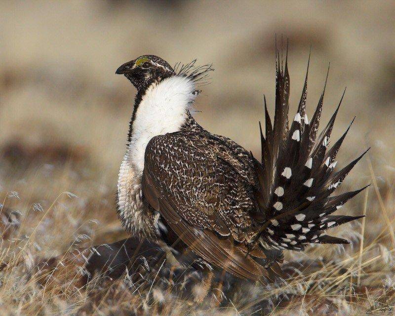 sage-grouse.jpg