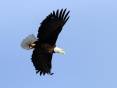 scott_2011_bald_eagle_in_flight.jpg